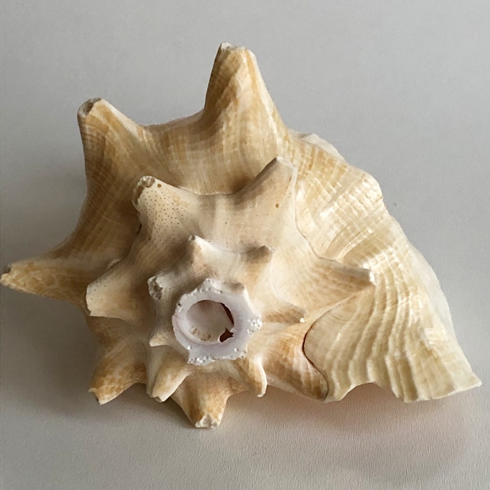 LARGE Horned Conch Shell Nautical Beach Decor - Picture 3 of 12
